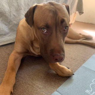 LEÓN | Raza Mestizo,  cruza de American Pitbull Terrier | Perdido