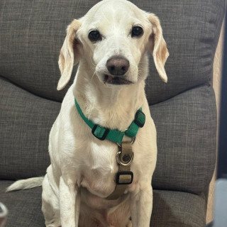 Foto de BENNY