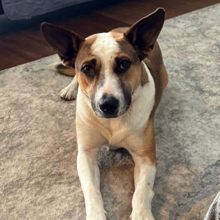  | Raza Mestizo | Encontrado