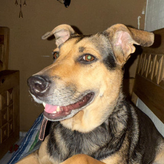 KIARA O PIPIS | Raza Mestiza, cruza de Pastor Alemán | Final Feliz