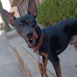 LOKY | Raza Pinscher Miniatura  | Perdido