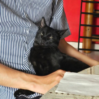 MILA | Raza Bombay | Perdida