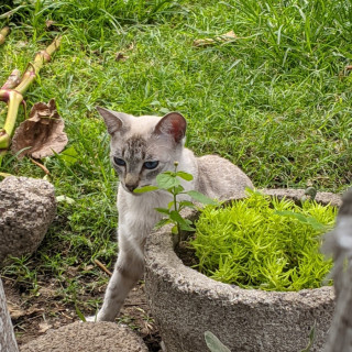 BELLA | Raza Aslan o Siamés moderno, punto tabby | Perdida