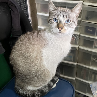 LUNA | Raza Aslan O Siamés Moderno, Punto Tabby | Perdida