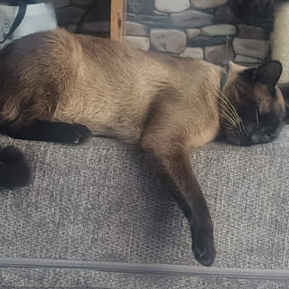 MIAURICIO | Raza Siamés Punto Foca | Final Feliz