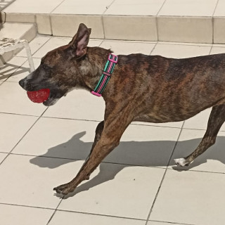 RAMITA | Raza Mestiza, cruza de American Pitbull Terrier con Bóxer | Final Feliz