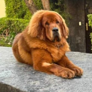 CANELO | Raza Mastín Tibetano o Dogo del Tíbet | Final Feliz