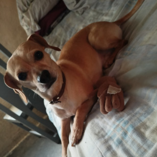 LOCKY | Raza Mestizo, cruza de Chihuahua | Perdido