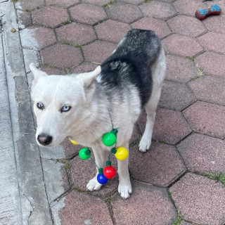 RAYA Y NINA | Raza Husky Siberiano | Final Feliz