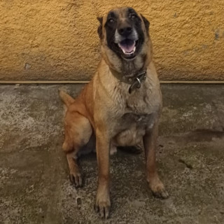 Foto de DUQUE