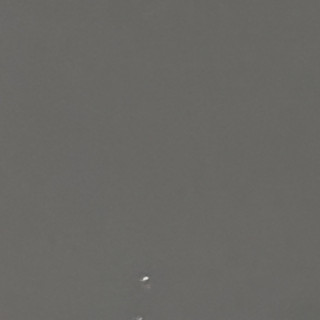 SORA | Raza Calicó de pelo corto | Perdida