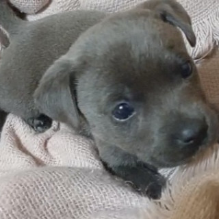 HERMOSA CACHORRITA | Raza Mestiza, cruza de American Pitbull Terrier | En Adopción