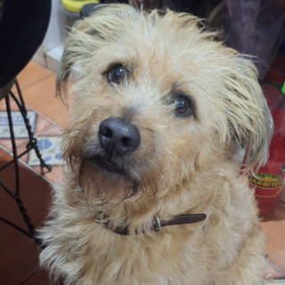 BIGOTES | Raza Mestizo | Perdido