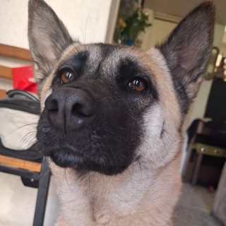 BELLA | Raza Mestiza, cruza de Akita | Perdida