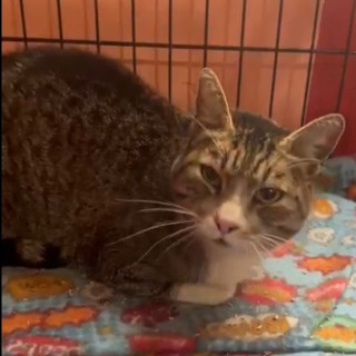 TIGRESA | Raza Doméstico Américano de Pelo Corto | En Adopción