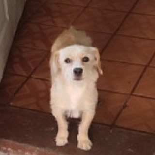  | Raza Mestiza | Encontrada