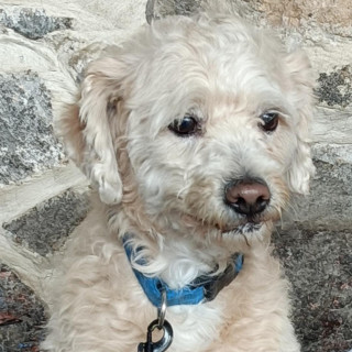 CHEETO | Raza Mestizo, cruza de French Poodle con Maltés,  (Maltipoo). | Perdido