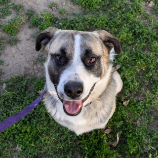 MAUI | Raza Mestizo, cruza de American Pitbull Terrier con Pastor Alemán | En Adopción