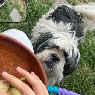 KILA | Raza Lhasa Apso | Final Feliz