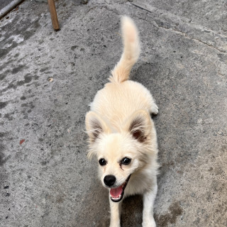 SANDY PERRURIS | Raza Mestiza,  cruza de Chihuahua con Pomerania | Perdida
