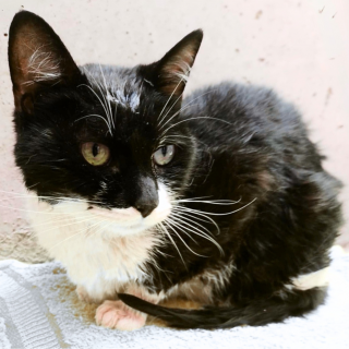  | Raza Doméstico Americano de pelo semilargo | Encontrada