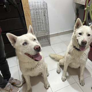  | Raza Husky Siberiano | Encontrado