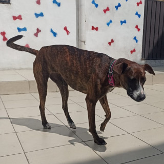 RAMITA | Raza Mestiza, cruza de American Pitbull Terrier con Bóxer | Final Feliz