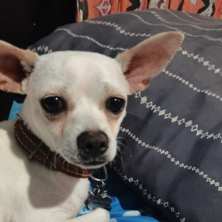 PINKY | Raza Chihuahua | Perdido