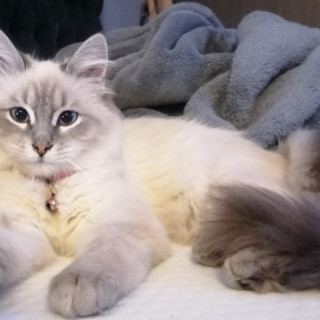 MUSHKIN | Raza Balinés punto tabby | Final Feliz