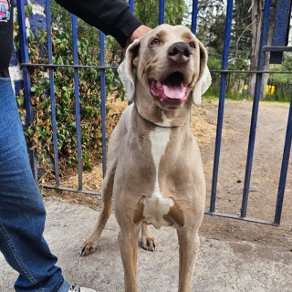  | Raza Weimaraner  | Final Feliz