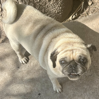 CAMILA | Raza Pug o Carlin | Perdida