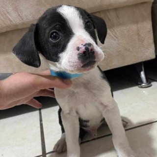 DOMINÓ | Raza Mestizo, cruza de Labrador | En Adopción