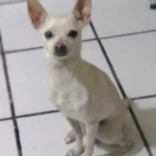 CAMPANITA | Raza Chihuahua | Perdida