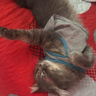 NILO | Raza Doméstico Americano de pelo semilargo | Final Feliz