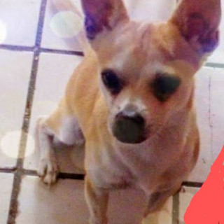 BRUNO | Raza Mestizo, cruza de Chihuahua | Perdido