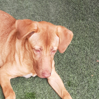 TOBI | Raza Mestizo, cruza de Labrador | En Adopción