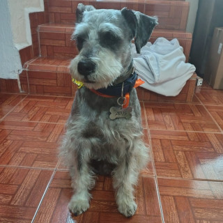 ZEUS | Raza Schnauzer | Perdido