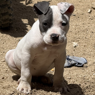 CASPER | Raza American Pitbull Terrier | Perdido