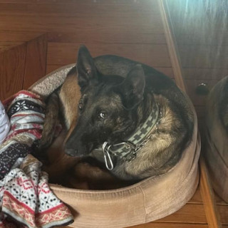 DALIA | Raza Pastor Belga Maliniois | Final Feliz