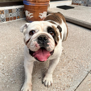 TACO | Raza Bulldog Inglés  | Perdido