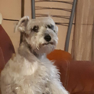 GINNY | Raza Schnauzer | Perdida