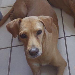 NIÑA | Raza Mestiza | Perdida