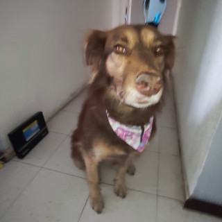 NENA | Raza Mestiza | En Adopción