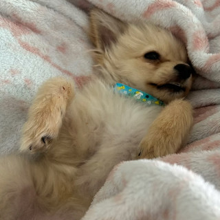 Foto de OLAF