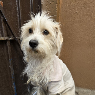  | Raza Mestizo | Encontrado