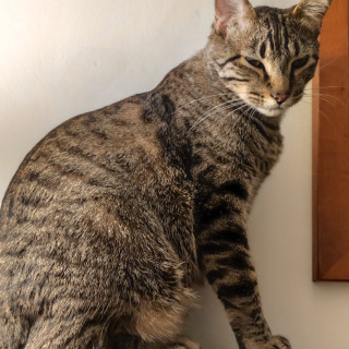 ROMEO | Raza Doméstico Americano de Pelo Corto | Perdido