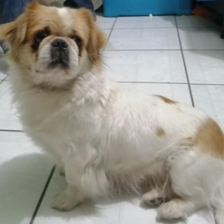 PEKY | Raza Pequinés | Perdida