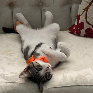 PIKY | Raza Doméstico Américano de Pelo Corto | Perdida