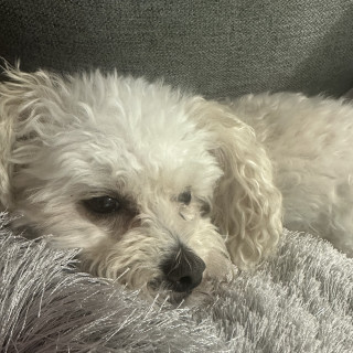 BEBÉ | Raza French Poodle o Caniche | Perdida