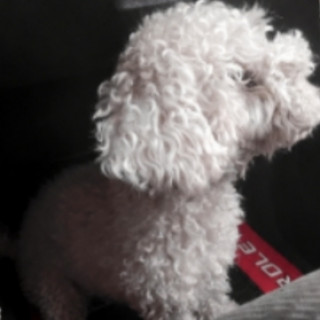 Foto de BONNI
